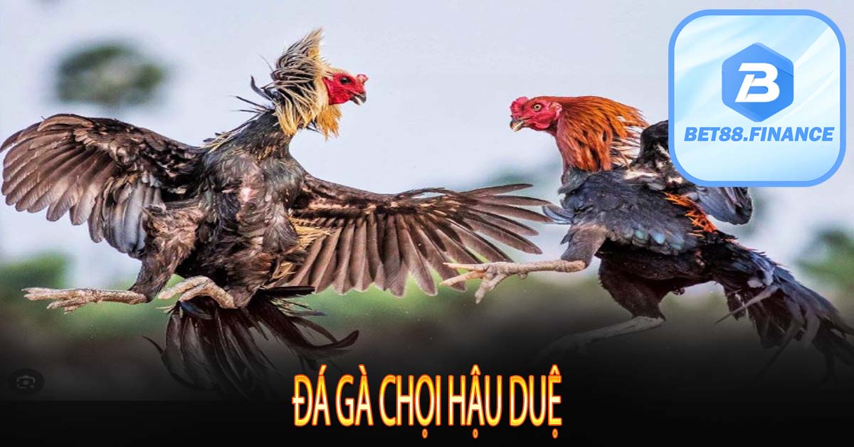 Đá gà chọi hậu duệ